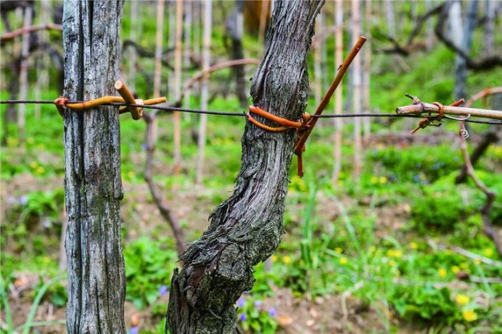 Gardening Binding Wire